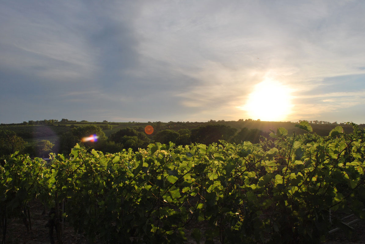 foto vino majo